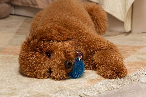 A fluffy brown poodle plays with a toy, needing a durable bath mat for its paws.