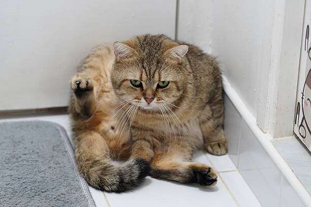 A cute tabby cat poses on the white tile floor next to a grey bath mat.